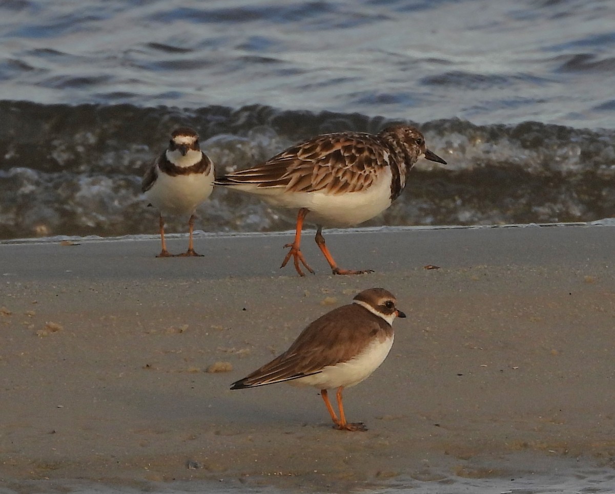 キョウジョシギ - ML646626110