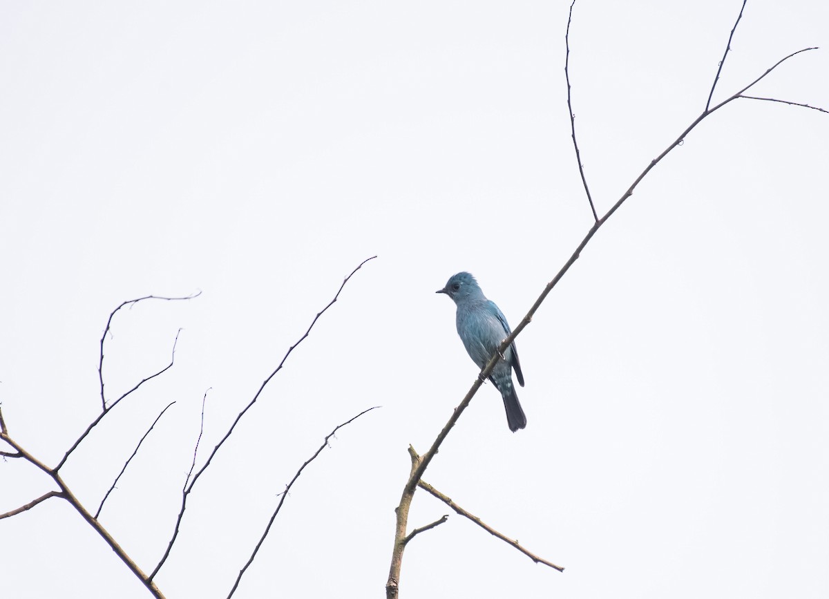 Verditer Flycatcher - ML646626117