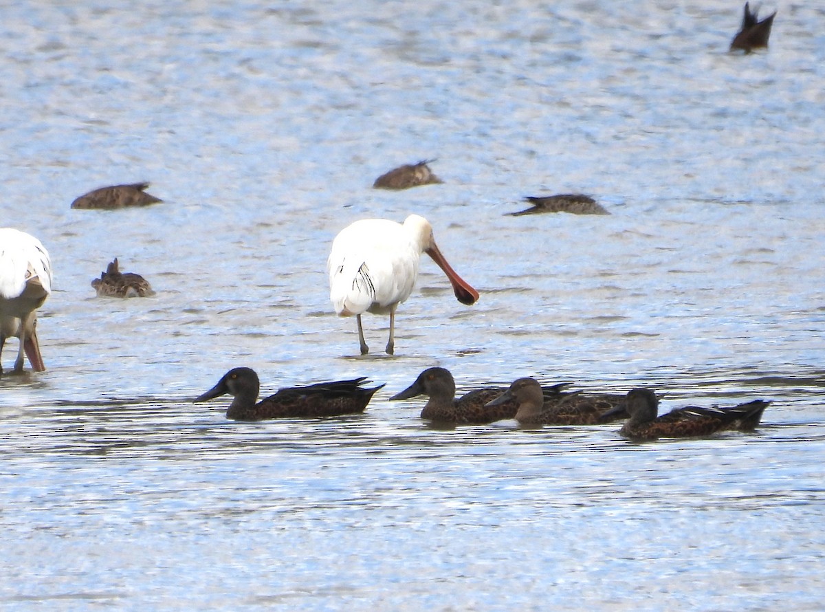 ミカヅキハシビロガモ - ML646626120