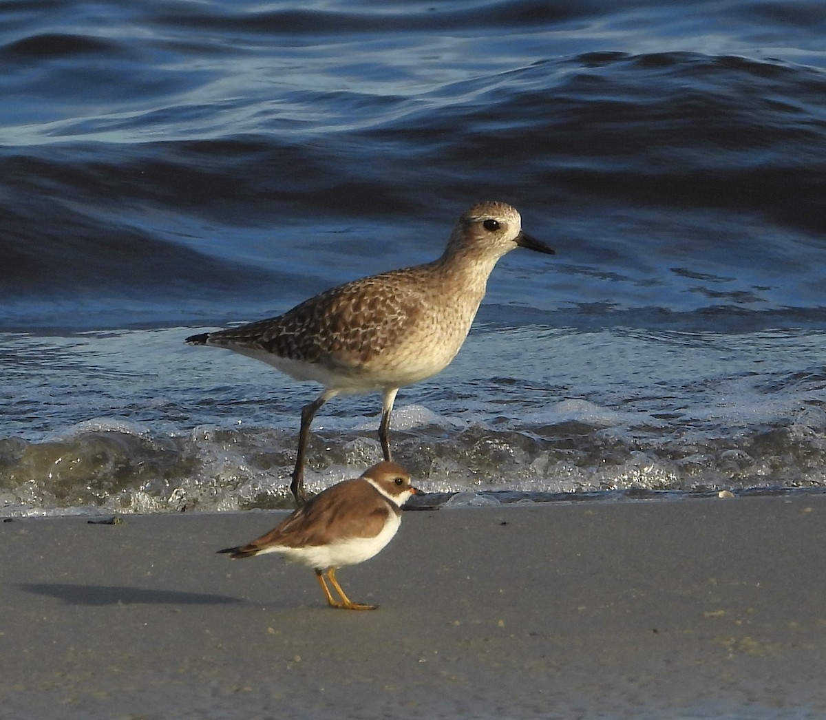 ダイゼン - ML646626122