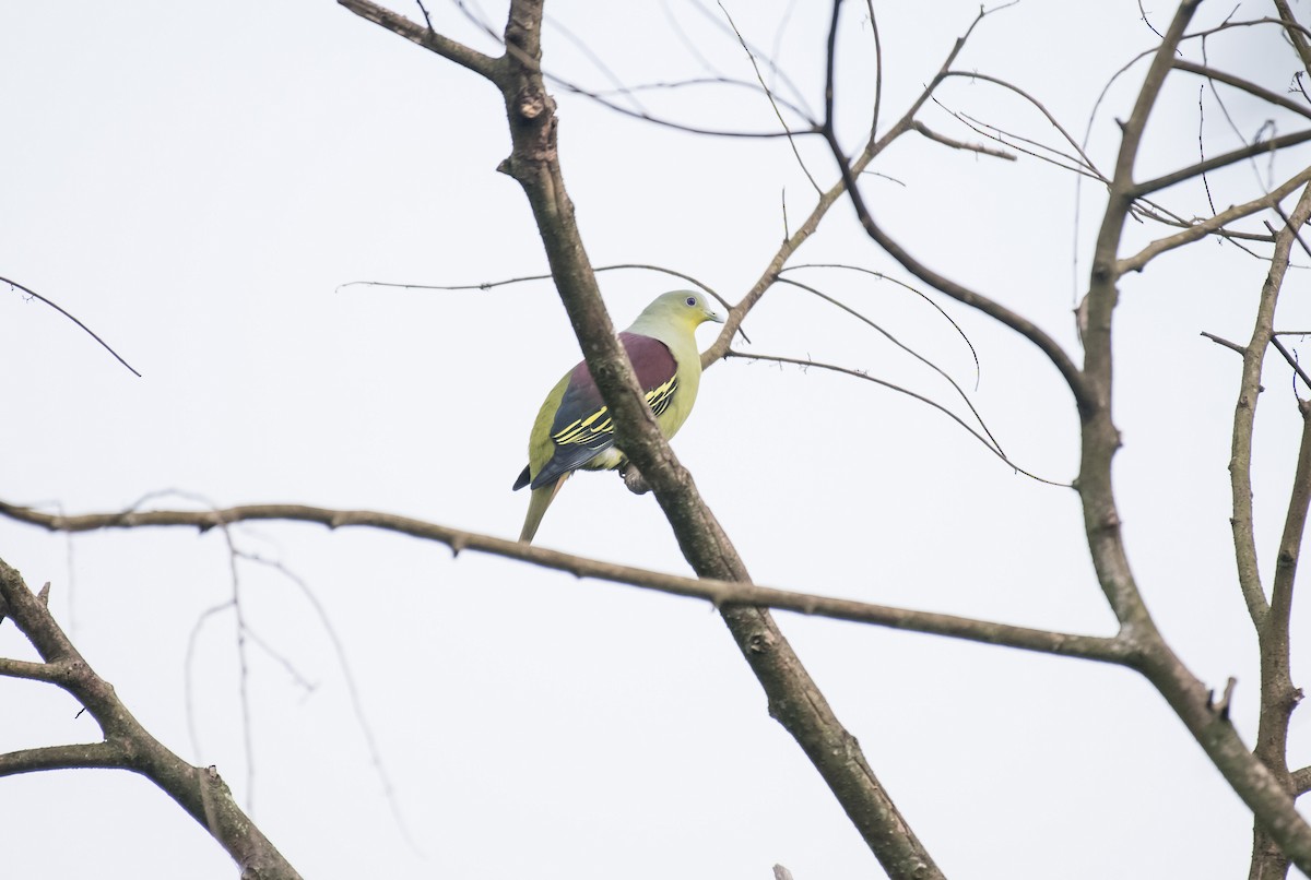 Gray-fronted Green-Pigeon - ML646626123