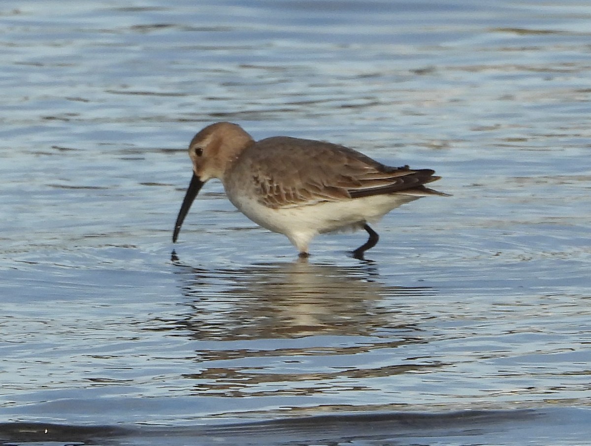 ハマシギ - ML646626131