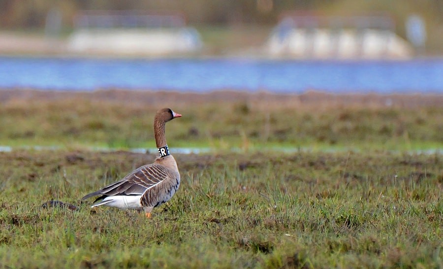 Oca lombardella - ML646626137