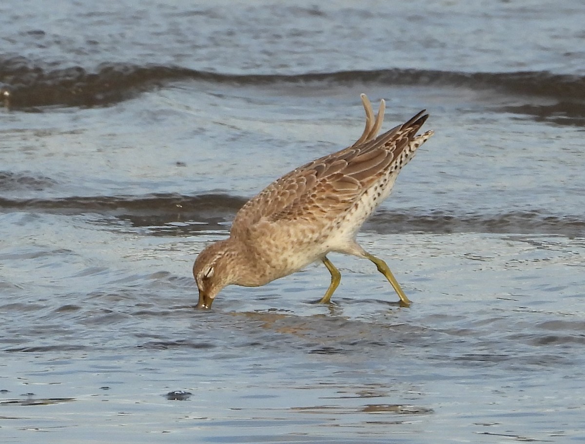 アメリカオオハシシギ - ML646626140