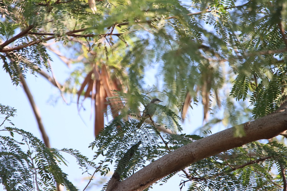 møller - ML646626142