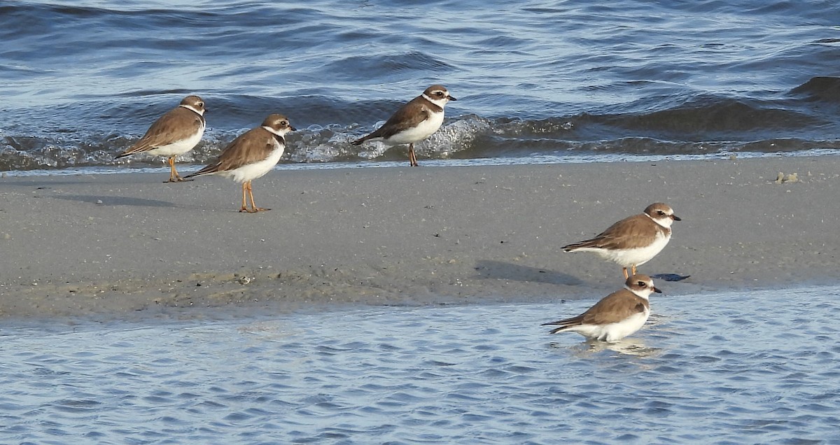 ミズカキチドリ - ML646626143
