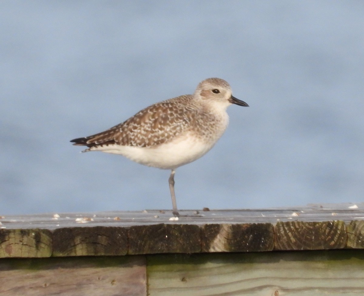 ダイゼン - ML646626144