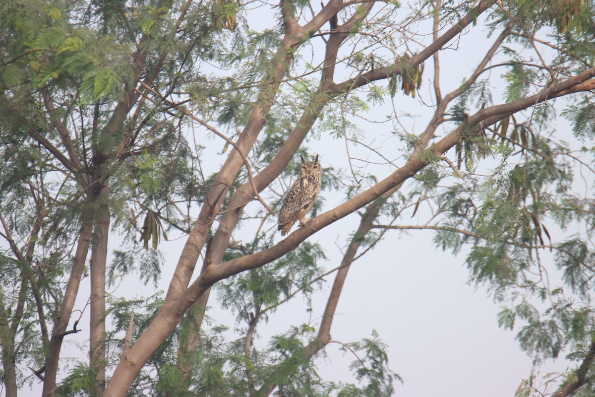 bengalhubro - ML646626180