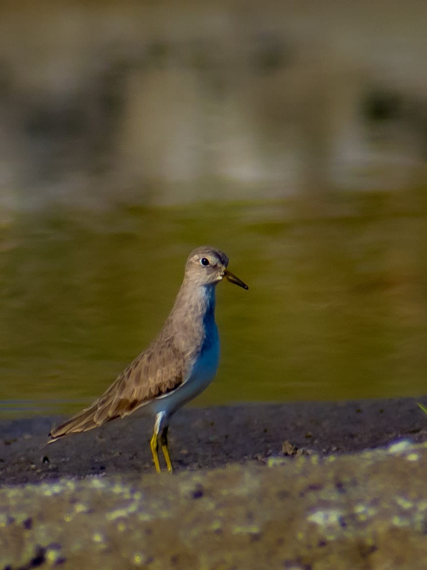 Temminck's Stint - ML646626183