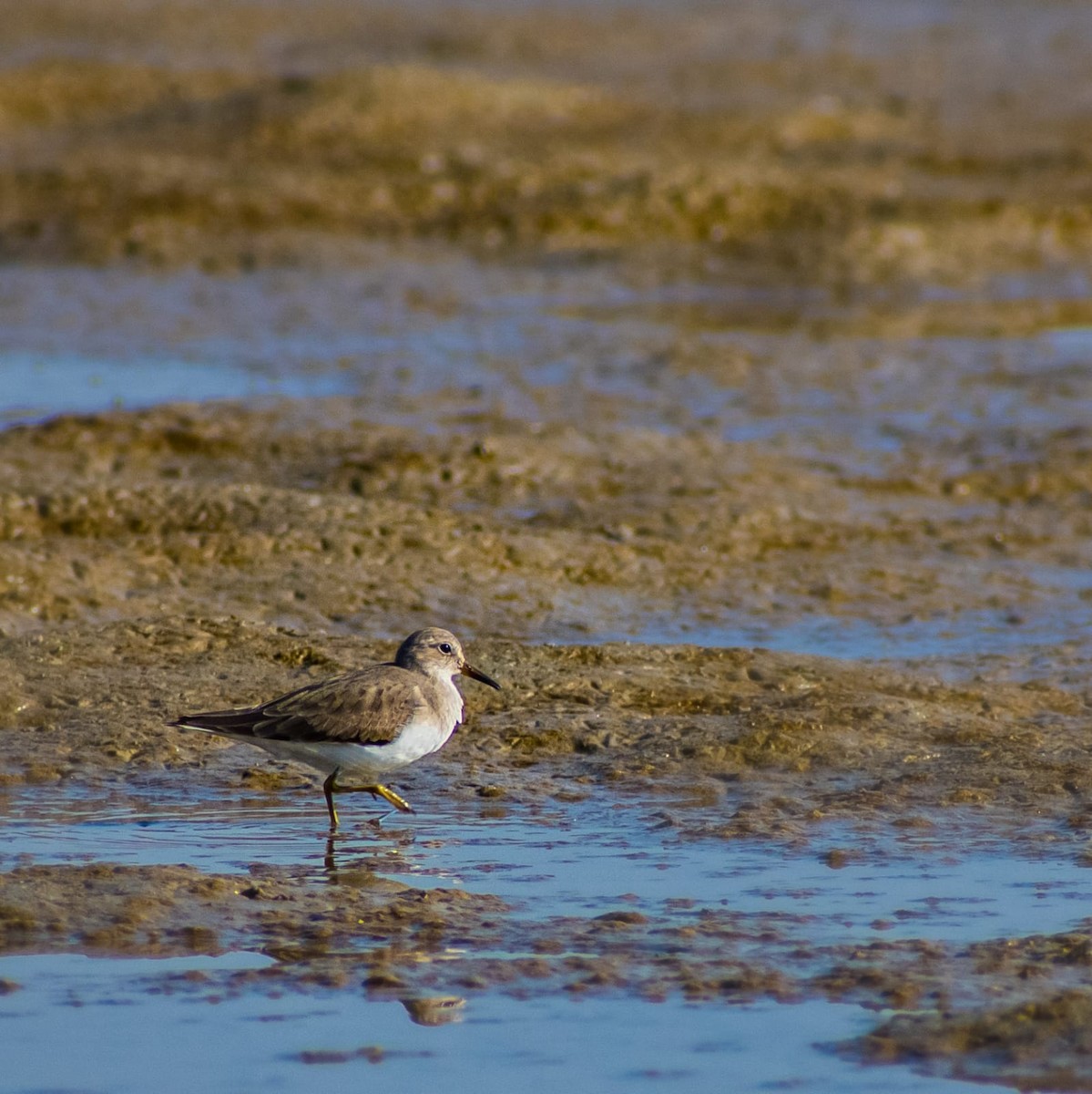 Temminck's Stint - ML646626184