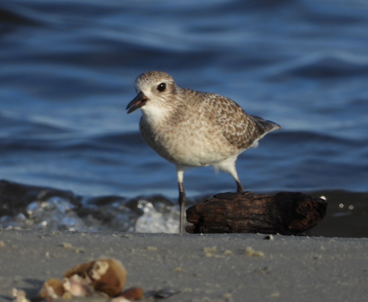 ダイゼン - ML646626188