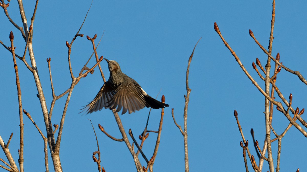 brunørebylbyl - ML646626190