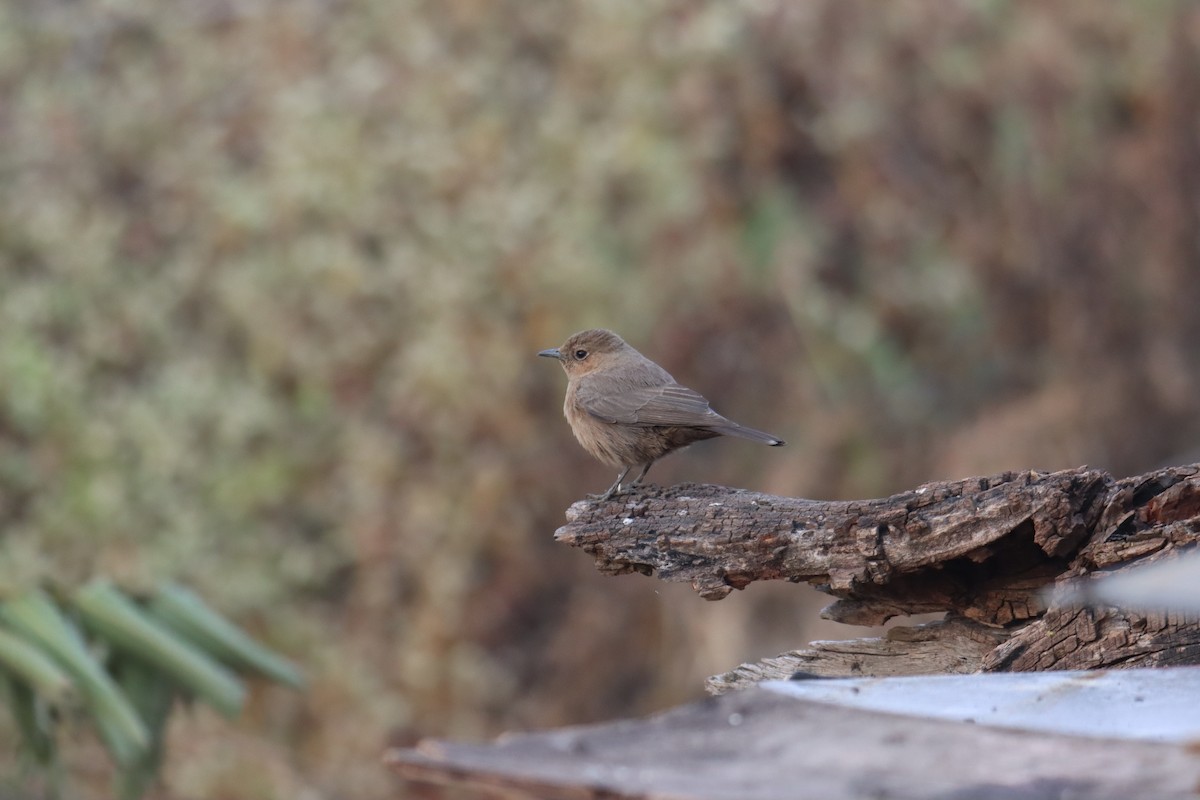 brunskvett - ML646626197