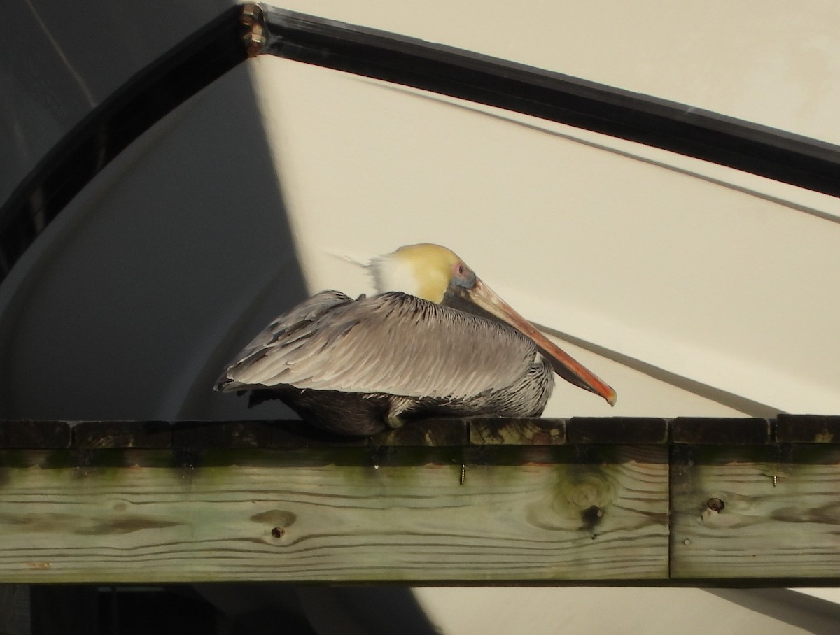 カッショクペリカン - ML646626199