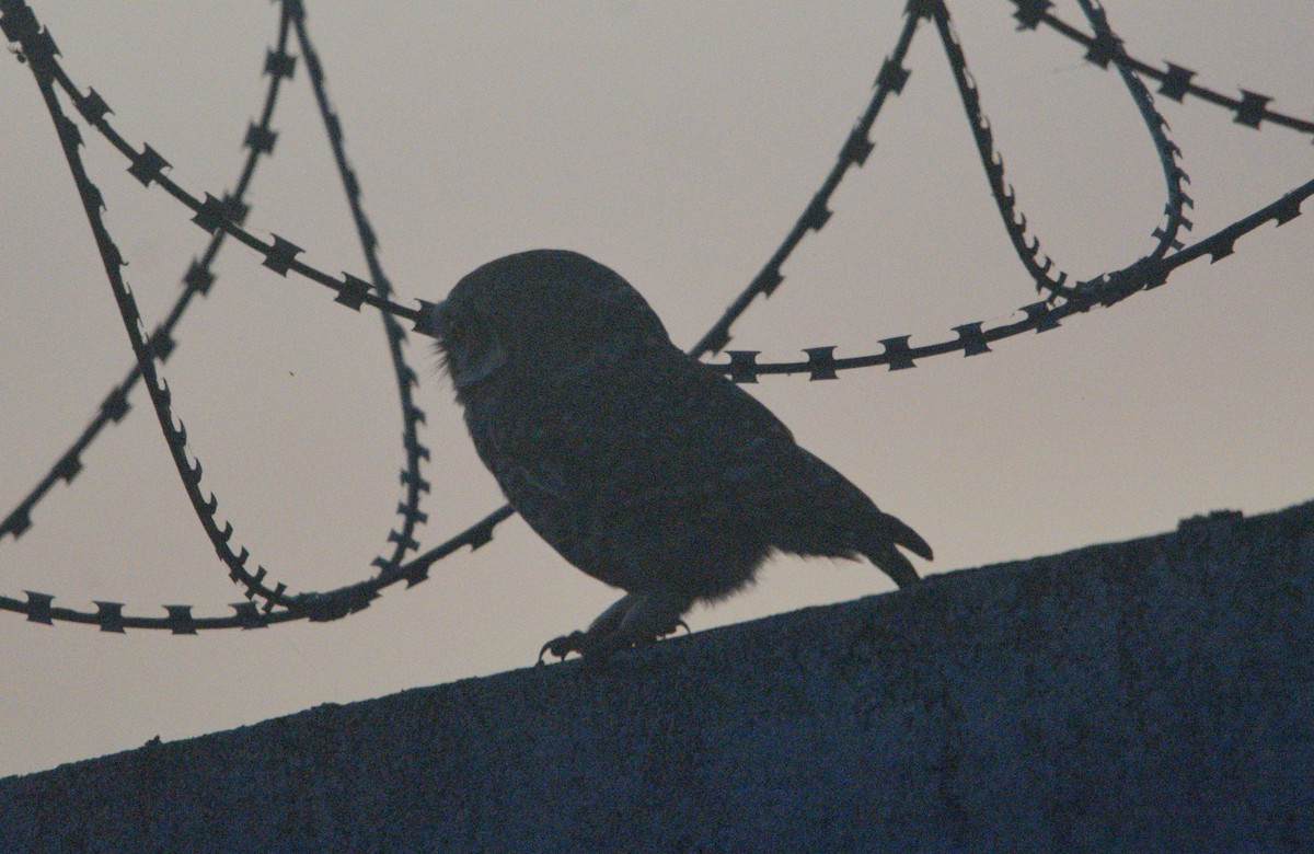 Spotted Owlet - ML646626204