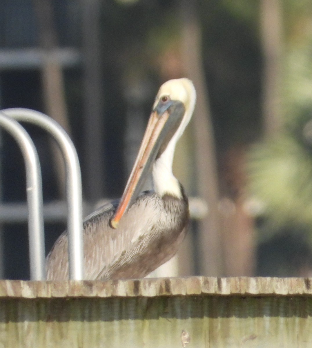 カッショクペリカン - ML646626207