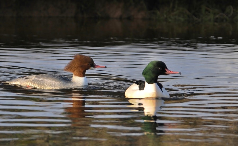 Smergo maggiore - ML646626208