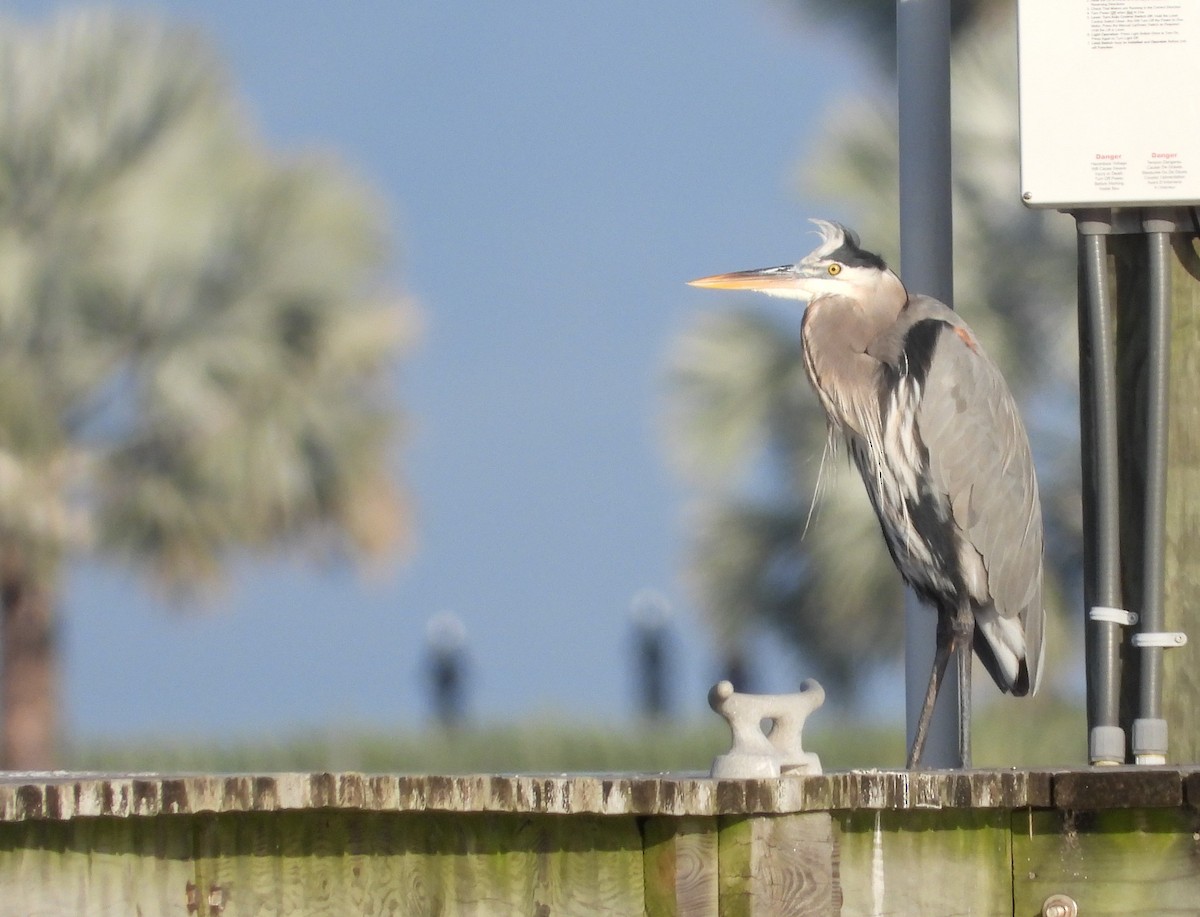 オオアオサギ - ML646626209