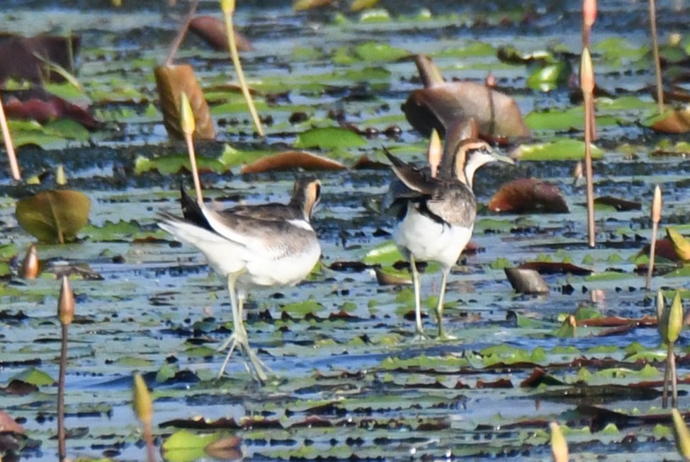 fasanbladhøne - ML646626210