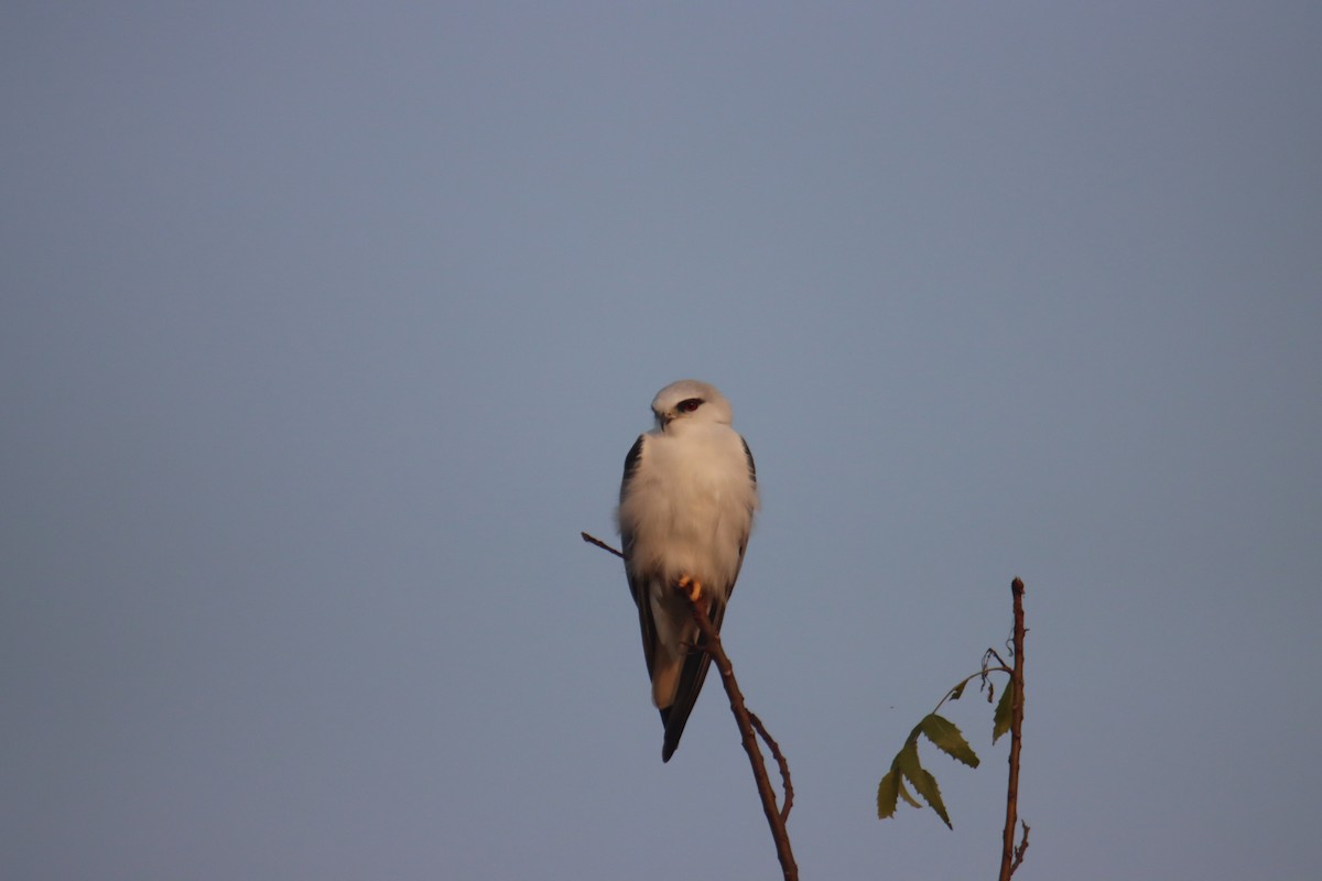 svartvingeglente - ML646626212