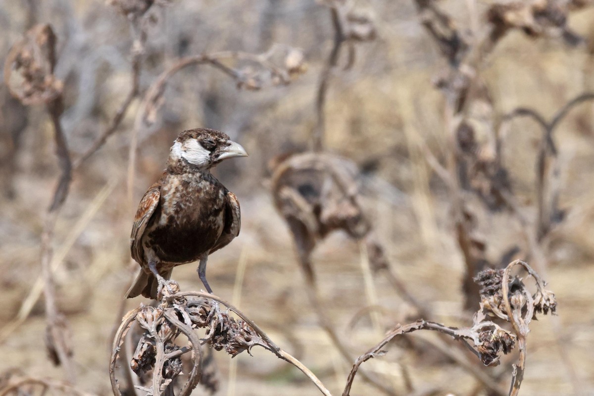 skřivan bělouchý - ML646626218