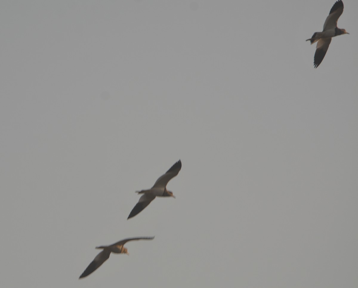 Gray-headed Lapwing - ML646626221