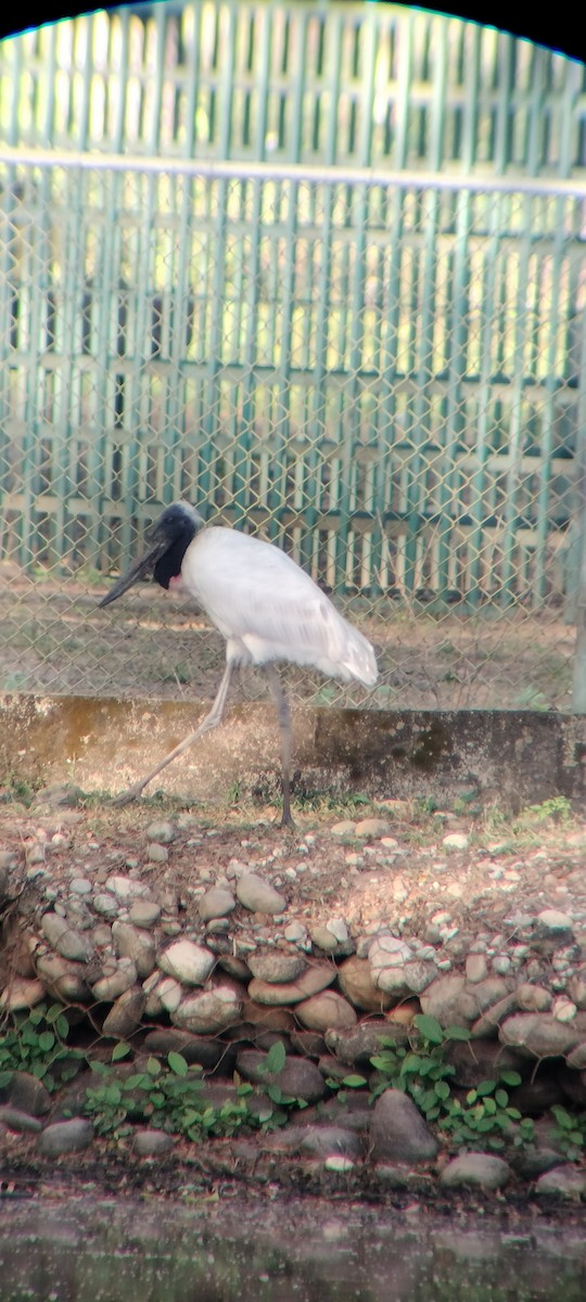 Jabiru - ML646626233