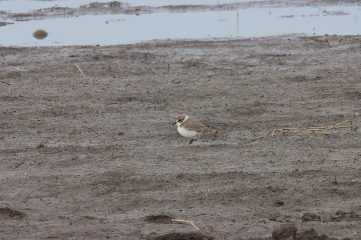 hvitbrystlo - ML646626234