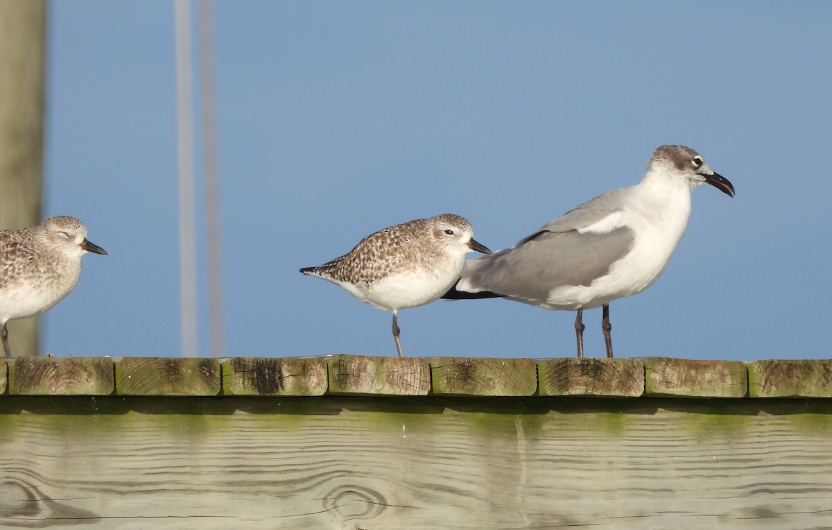 ワライカモメ - ML646626239