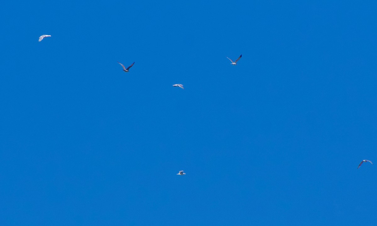 California Gull - ML646626245