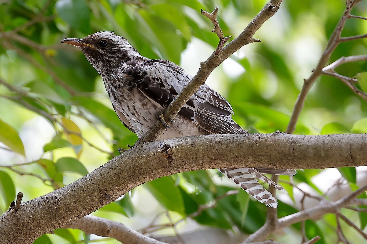 kukačka australská - ML646626277