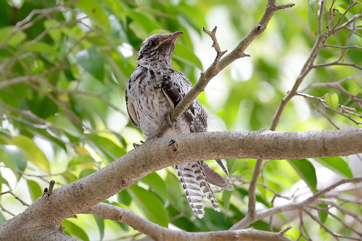 kukačka australská - ML646626278