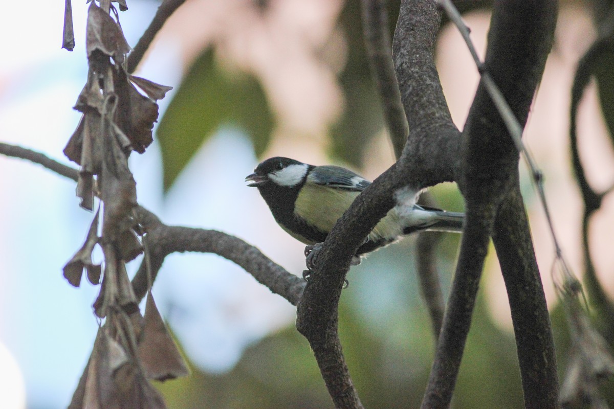ירגזי מצוי - ML646626297