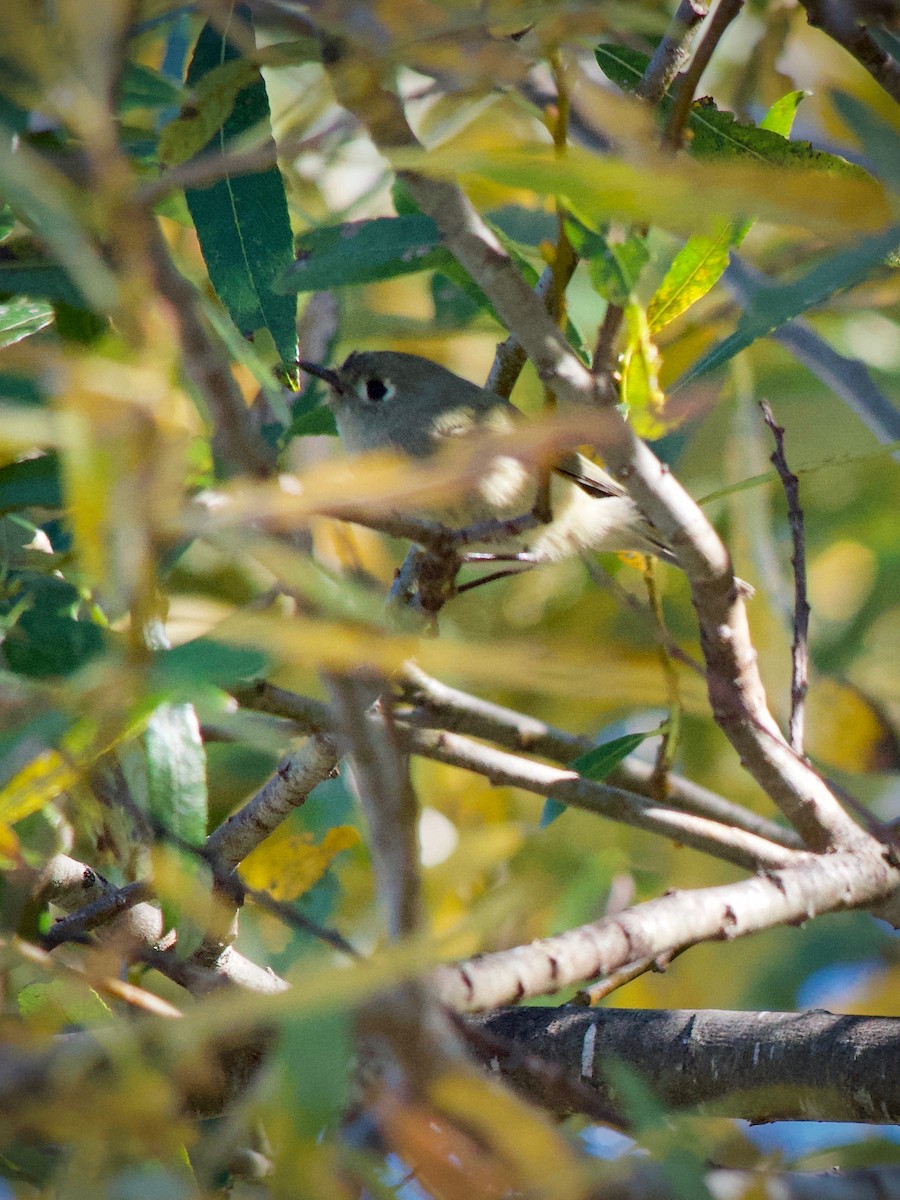 Ruby-crowned Kinglet - ML646626300