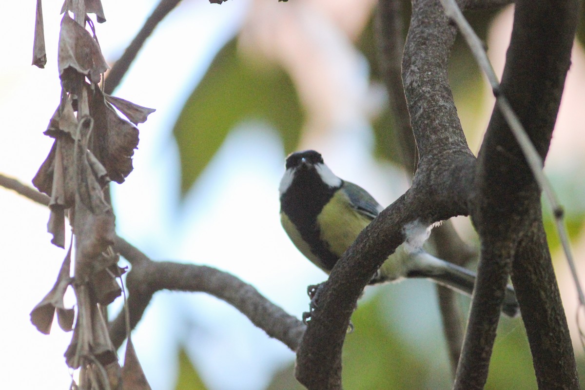 ירגזי מצוי - ML646626302
