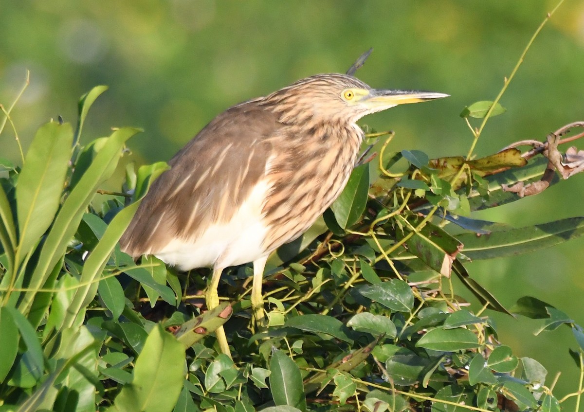 Indian Pond-Heron - ML646626303