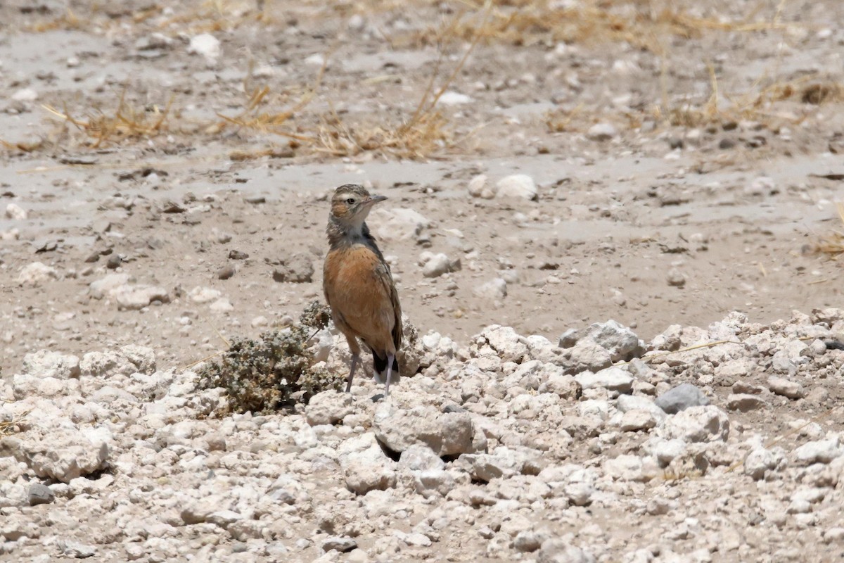 Spike-heeled Lark - ML646626312