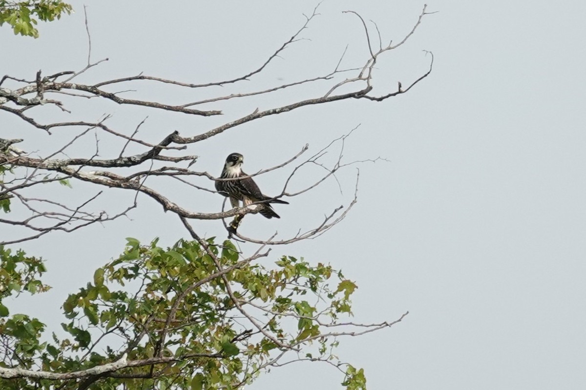 Lodolaio - ML646626314