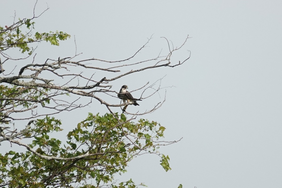 Lodolaio - ML646626315