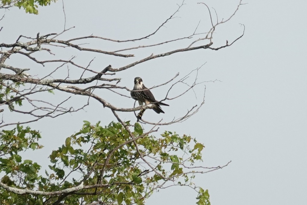 Lodolaio - ML646626316