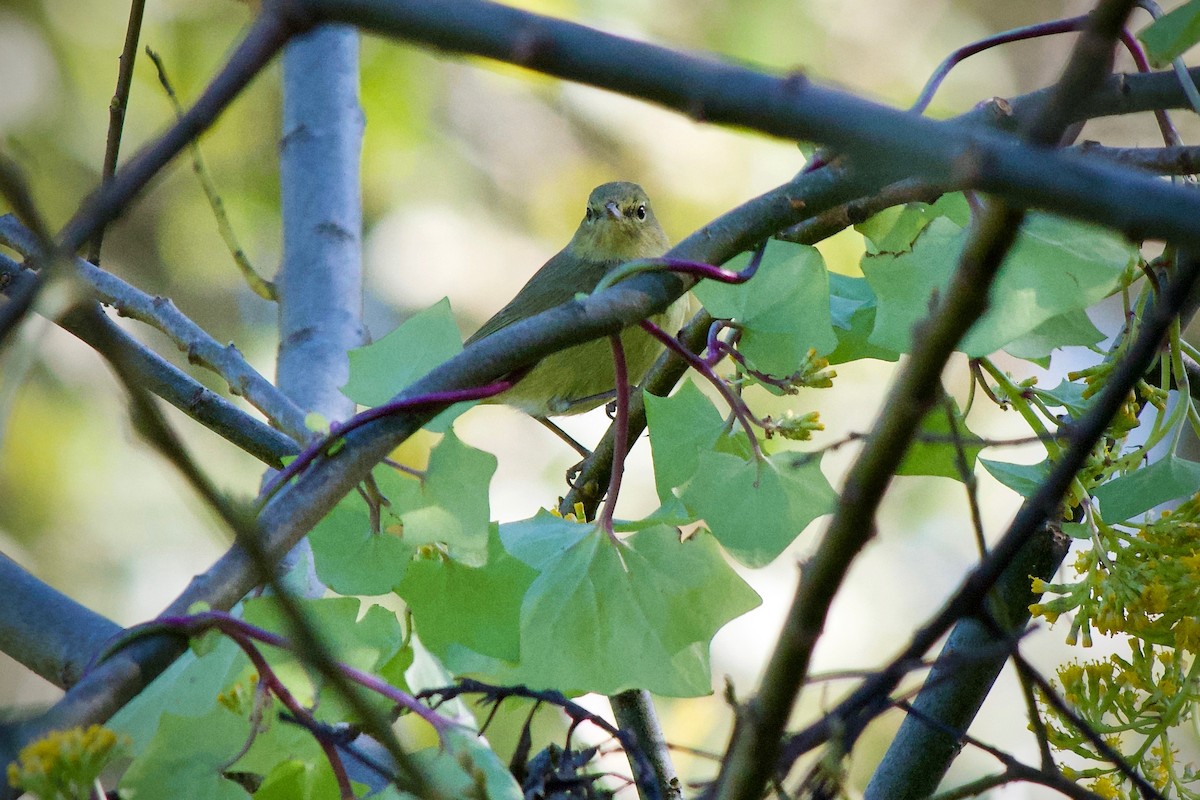 Orange-crowned Warbler (lutescens) - ML646626317