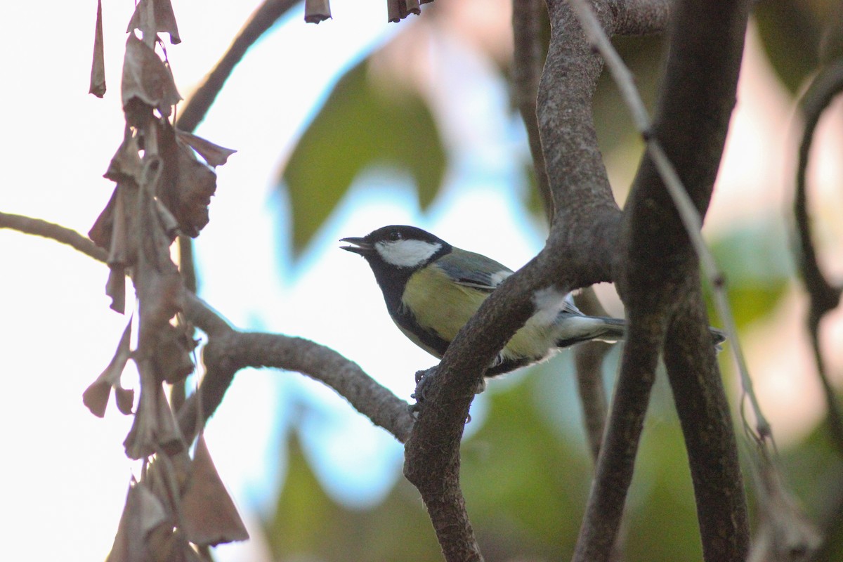ירגזי מצוי - ML646626324