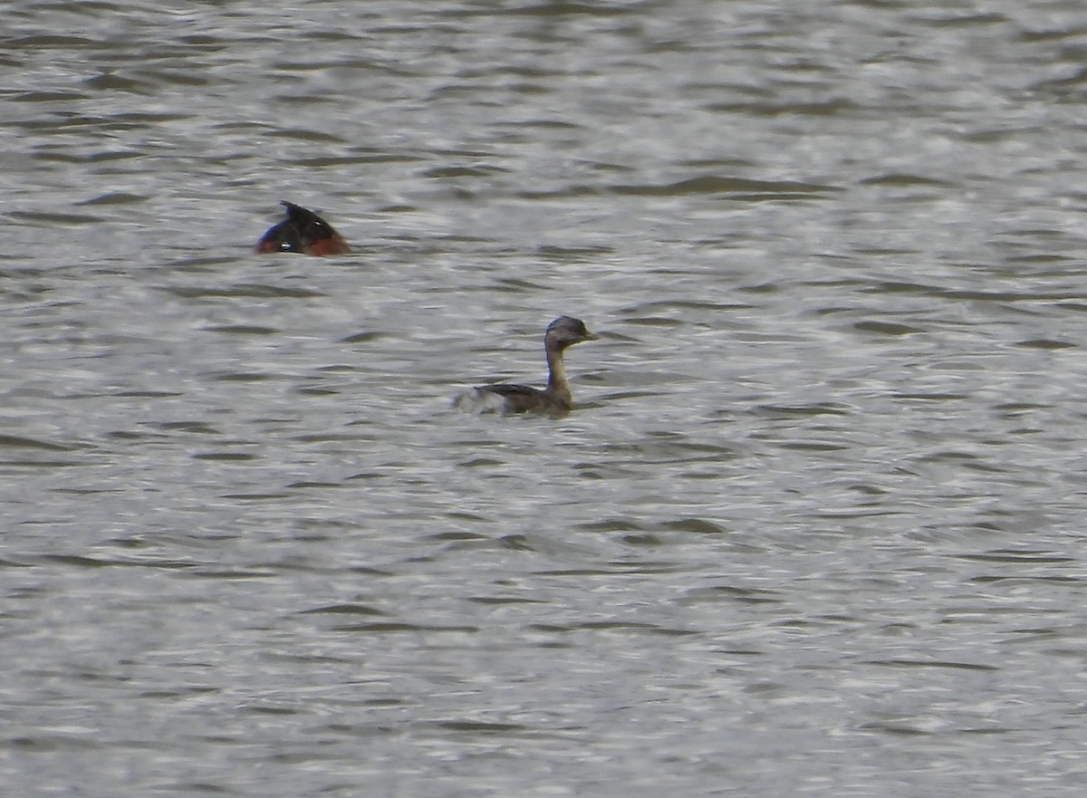 Txilinporta burugrisa - ML646626326