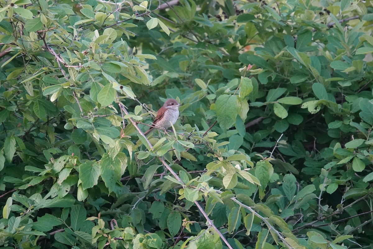 Averla piccola - ML646626327