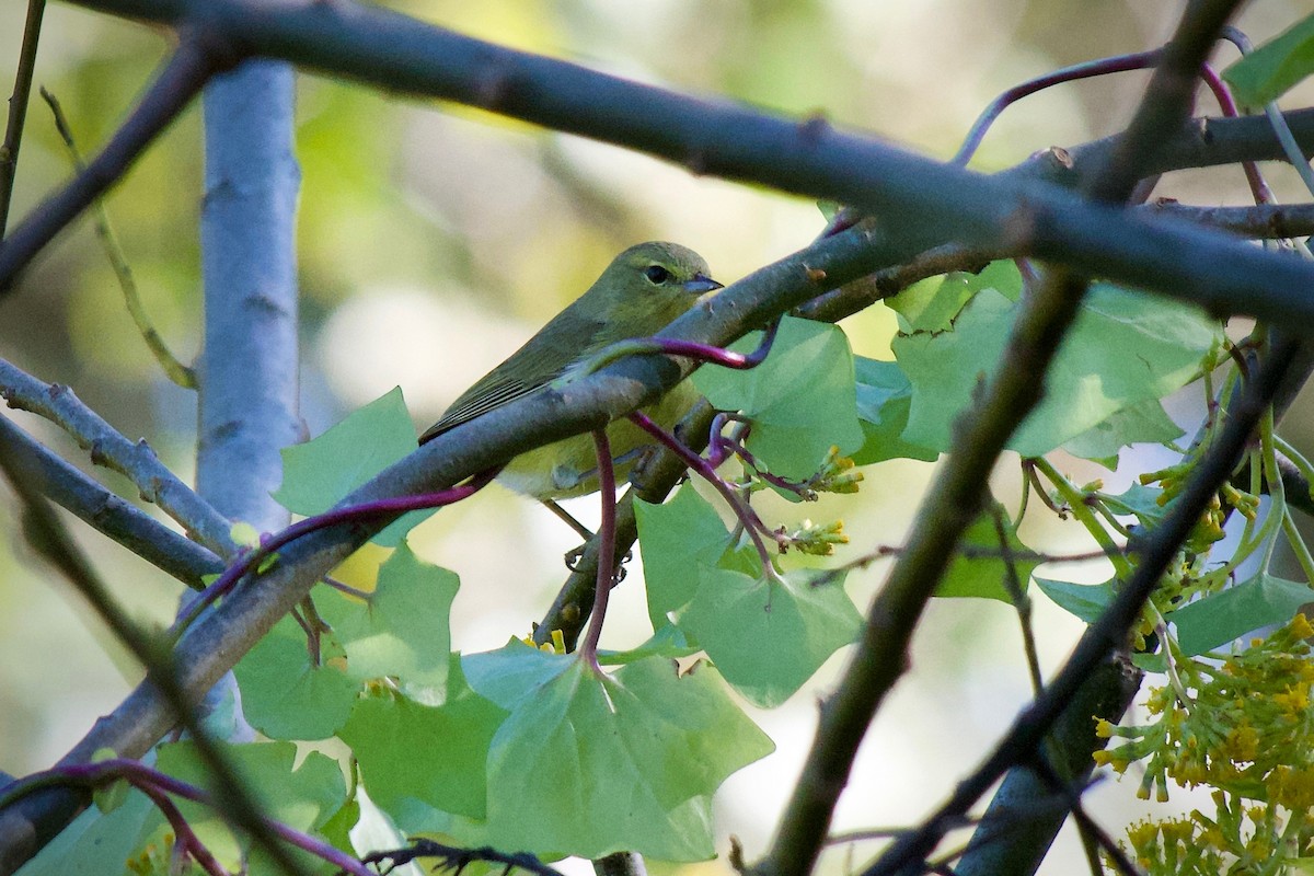 Orange-crowned Warbler (lutescens) - ML646626331