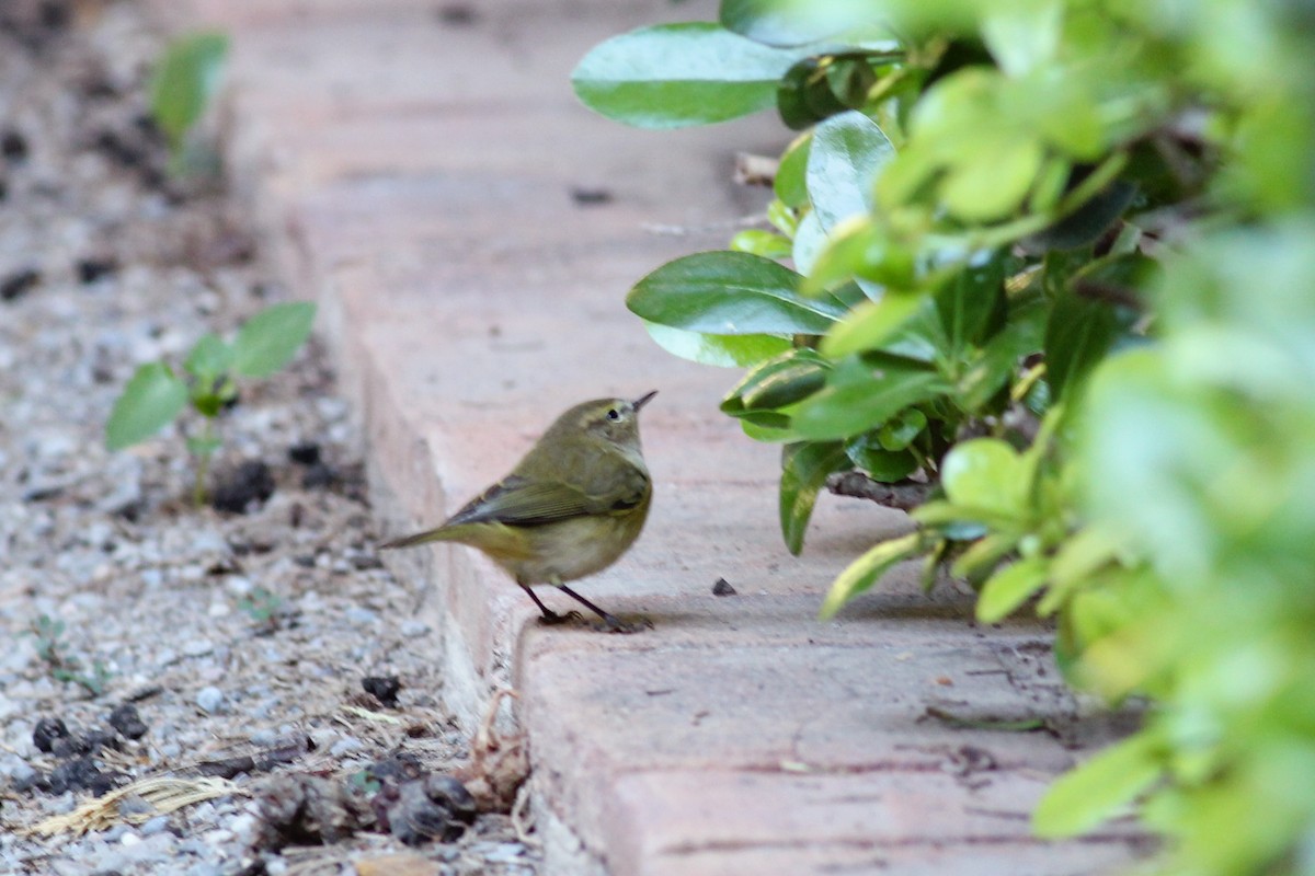 עלווית חורף - ML646626332