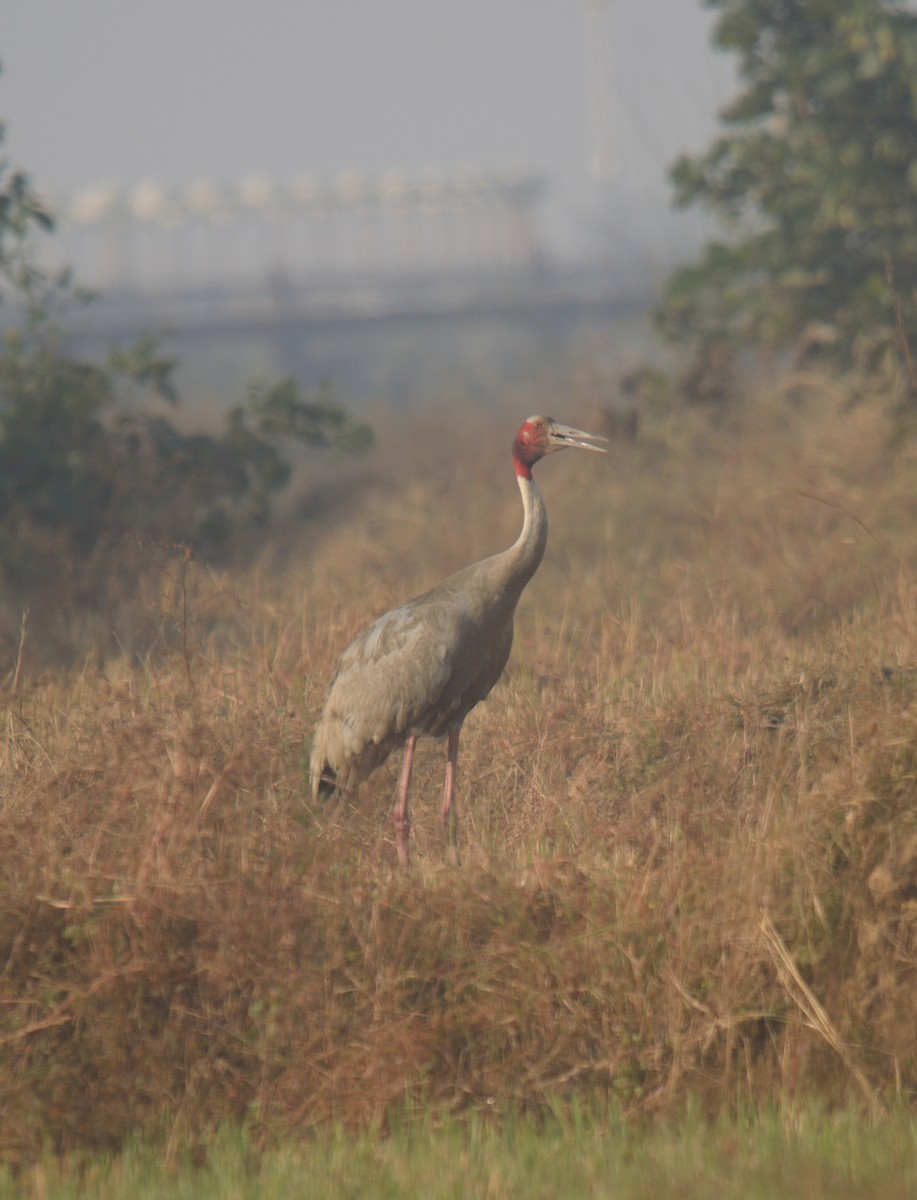 Sarus Crane - ML646626338