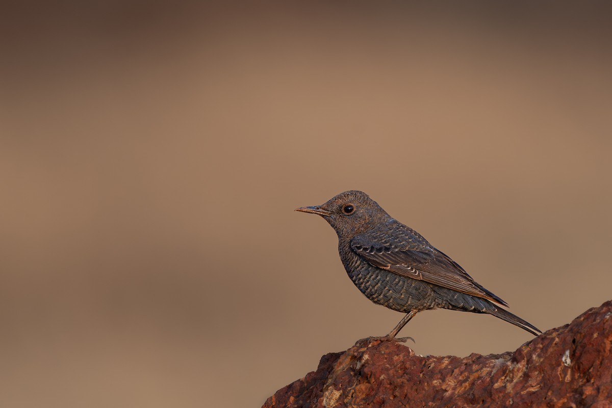 צוקית בודדת - ML646626339