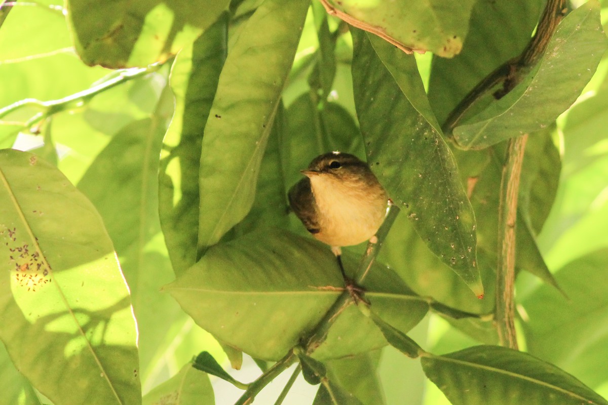 עלווית חורף - ML646626342