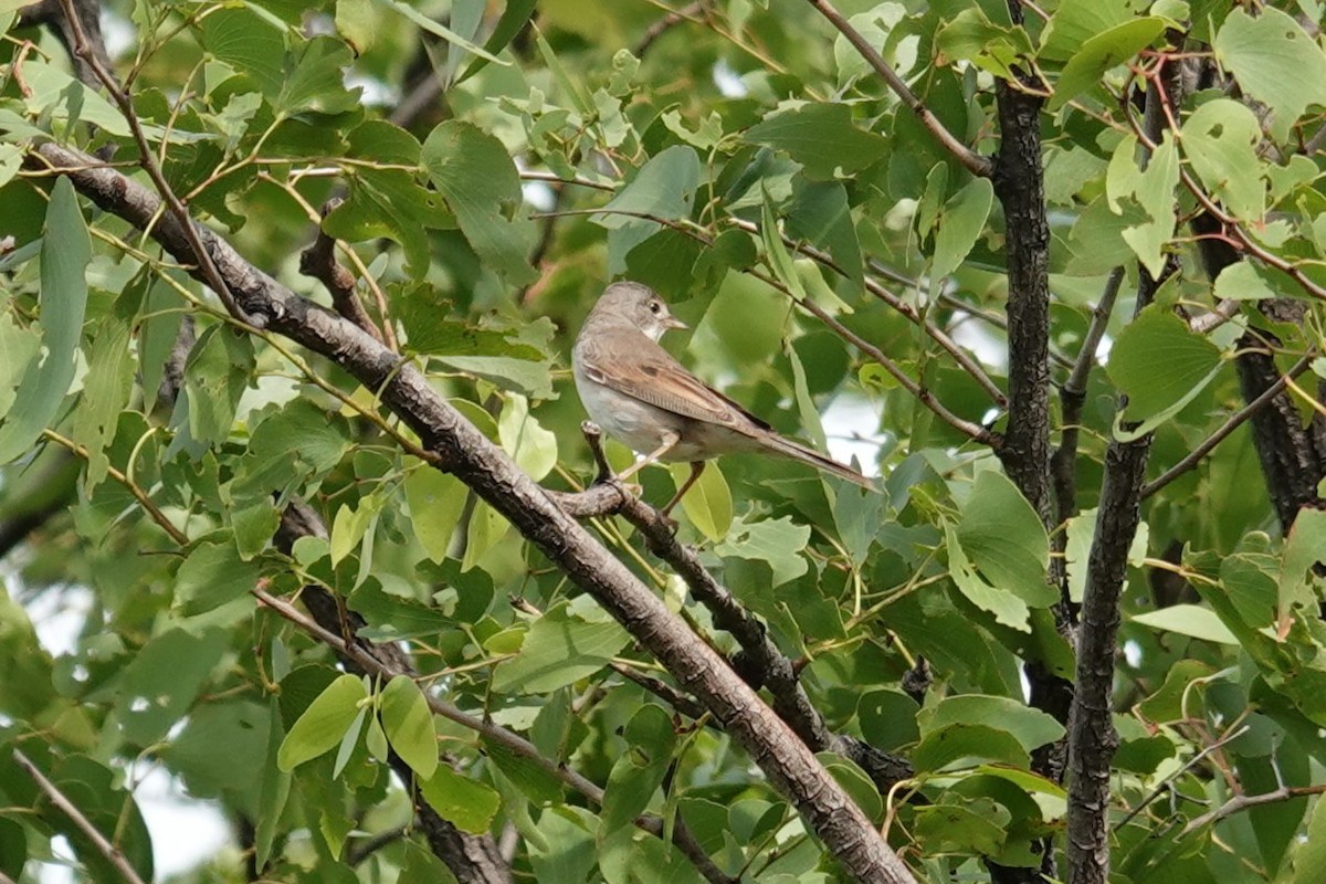 Sterpazzola - ML646626343